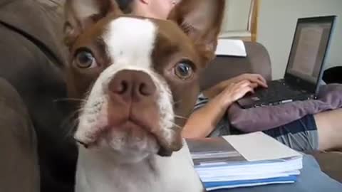 Boston Terrier vocally upset with owner for hilarious reason