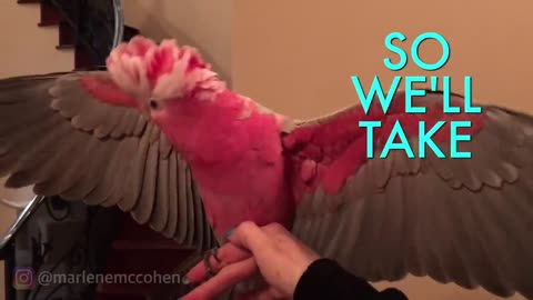 Pissed off Cockatoo Holds Owners Donuts HOSTAGE!