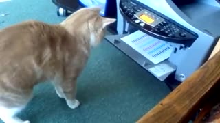 funny cat hitting to printer😂