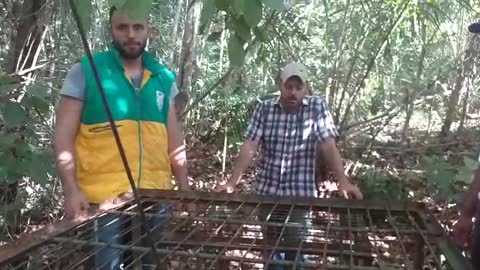 Instalaron jaulas para capturar felinos que han atacado ganados en Santander