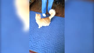 A Cute Cat Loves The Butt Scratch