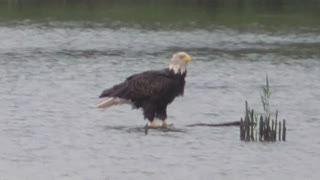 232 Toussaint Wildlife - Oak Harbor Ohio - This Dirty Bird Needs A Bath