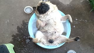 Relaxation At Its Finest | Dog Enjoys Water Time, Too