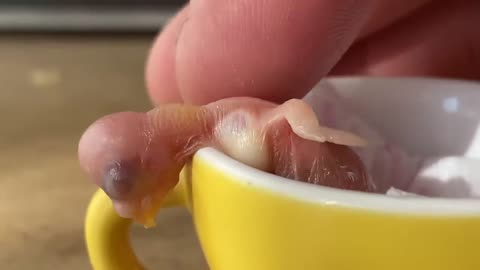 Watch The Smallest Parrot you've ever seen - Tiny egg hatching #1 Baby Bird beautiful Parrots