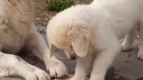 "Sweet Puppy and Mom Love"