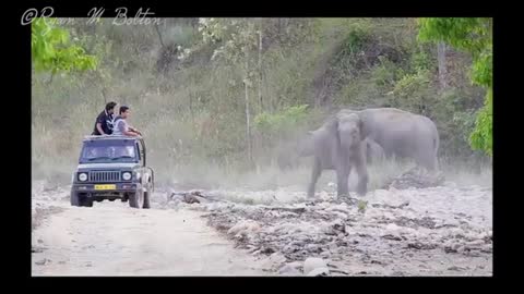 Elephant Attack in Northern India HD video [SiGator]