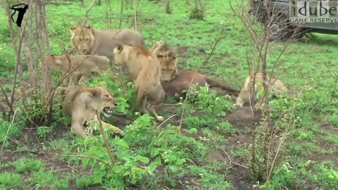 Lions Vs Buffalo: Battle At Marula | Epic Wildlife Sighting