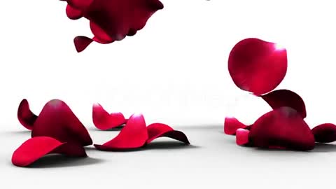 After Effects project - Rose Petals