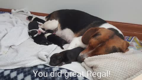 Charlie And Regal: A Love Story