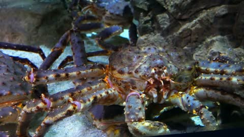 The King crab in aquarium