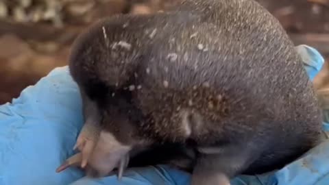 Baby Echidna