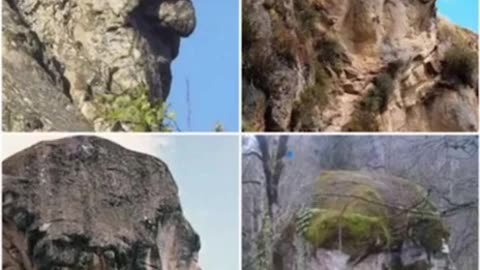 Petrified Giants?