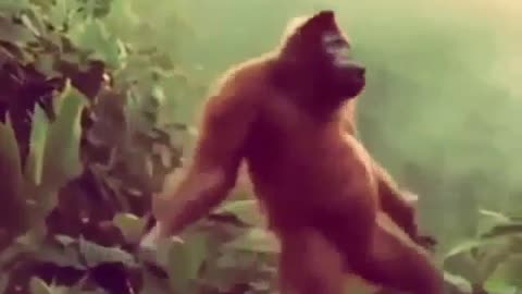 monkey dancing
