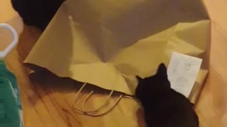 Gato totalmente sorprendido con un gatito en una bolsa de papel
