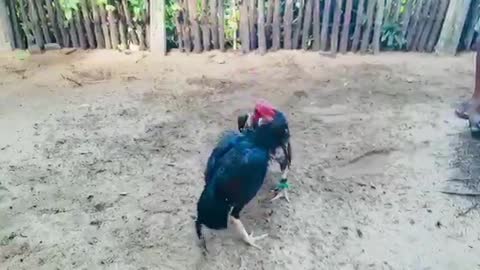 No mercy rooster fighting best fighting wwwe rooster