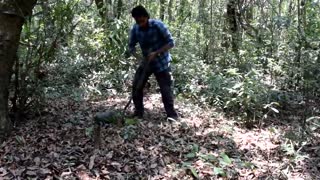 Big king Cobra find from House