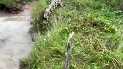 OMG! After the crocodile chases people.Crocodile Funny Video