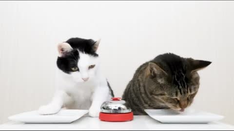 Smart cat orders food automatically