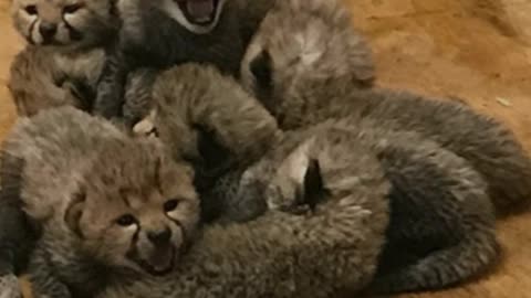 Cheetah Gives Birth To Record Number Of Cubs