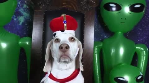 Dog unmoved by alien invasion prank. Funny dog Myamo Vs aliens
