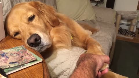 Dog begs for more attention in cutest possible way