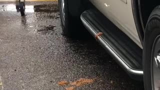 Man Makes a Horrible Mess in Parking Lot