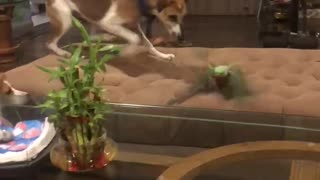 Dog Vs Parrot