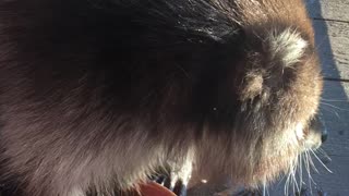 Rescued Raccoon Playing with Colored Rocks in Watering Dish