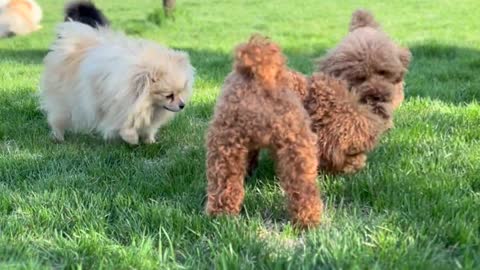 Cute dogs playing in the garden 👍🏼😘🥰