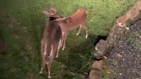 Deer 🦌 fawn 🦌 Lady and Scamp at The Treehouse 🌳 Early morning cleaning