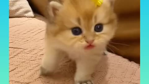 Fanny and cute cat video