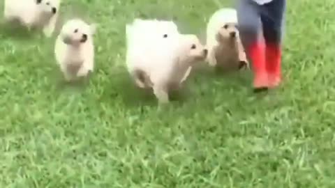 Funny baby and puppies 😂