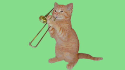 😹 cat playing trumpet 😹
