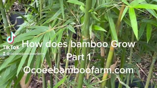 How does bamboo Grow