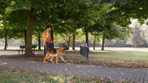 People, pets, dog sitter with alsatian dogs in park