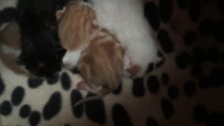 Four newborn kittens closeup, fresh out of their mom!