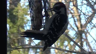 Woodpecker