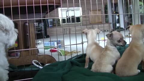 Chihuahua puppies start led by dogs bark