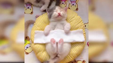 Baby Cats - Cute and Funny Cat Videos Compilation #39 | Aww Animals