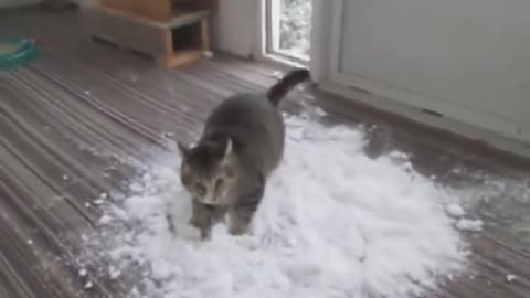 Cat Loves to Play With Snow