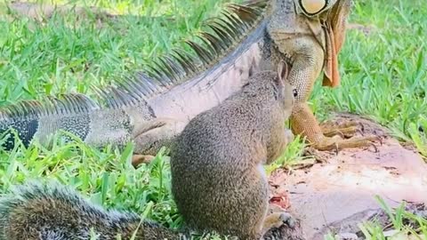 Squirrel Bodyguard