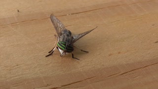 308 Toussaint Wildlife - Oak Harbor Ohio - Female Horsefly