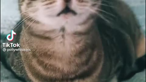 cat singing