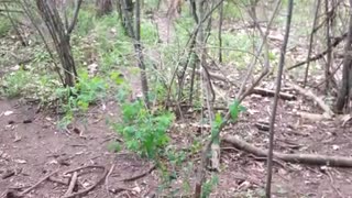 Dog Jumps Down From Tree