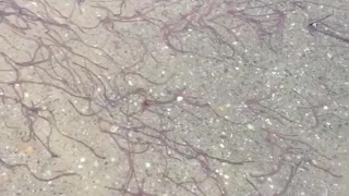 Large Groups of Worms Migrating after Rainfall