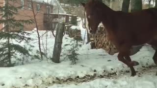 Horse loving snow