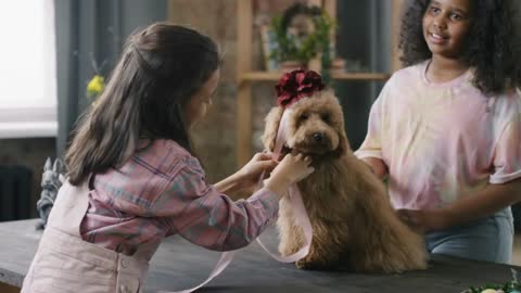 Medium shot of girls putting ribbon with flower on cute dog sitting on table