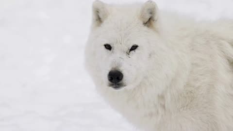 Whispers of the White North: Journey into the Mysterious Realm of the Arctic Wolf