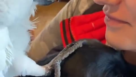 Sweet parrot meets new puppy.