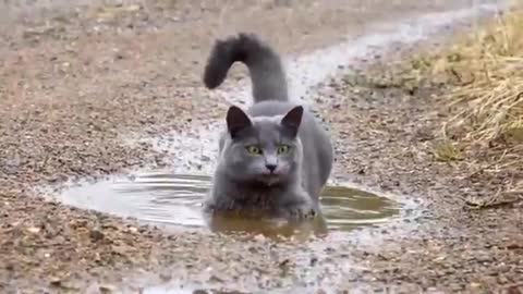 A cat bathes in a puddle